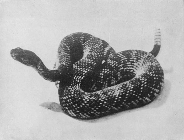 A YELLOW DIAMOND-BACK RATTLER