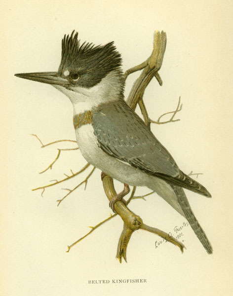 [Image: belted kingfisher]