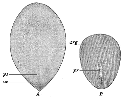 Oval embryonic shield of the rabbit.