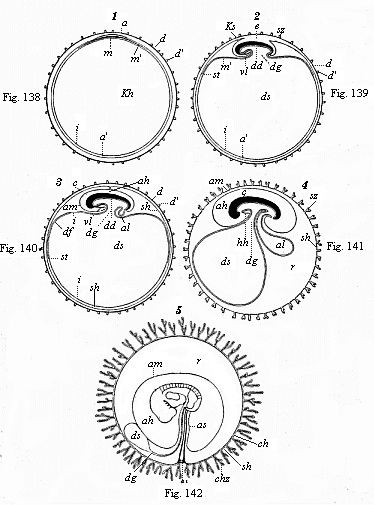 Figs. 138 to 142. Five diagrammatic longitudinal sections of the maturing mammal embryo and its envelopes.