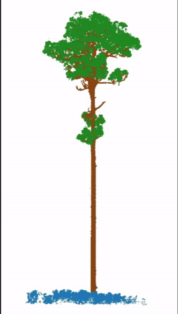 Single tree segmentation output