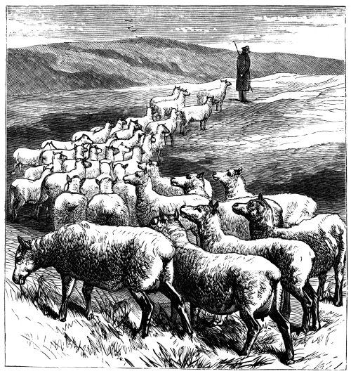 Силен овцам. Стадо овец. Овцы в древности. Отара овец в горах.