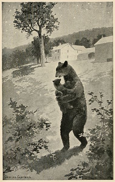 bear carrying baby bear